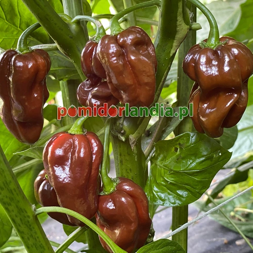 Habanero Czekoladowa (ostra)