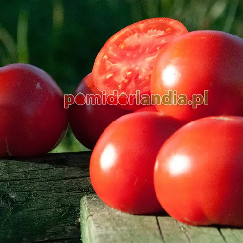 Red, plum-shaped Sioux tomatoes on wooden boards. One tomato is cut in half, showing red flesh.