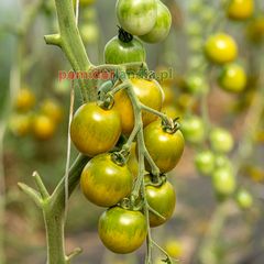Green Grape Cherry