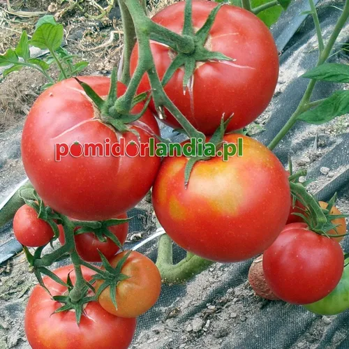 Czerwone, kuliste i żebrowane owoce odmiany Bulgarian Triumph na krzaku.
