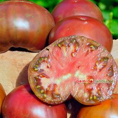 Cherokee Purple