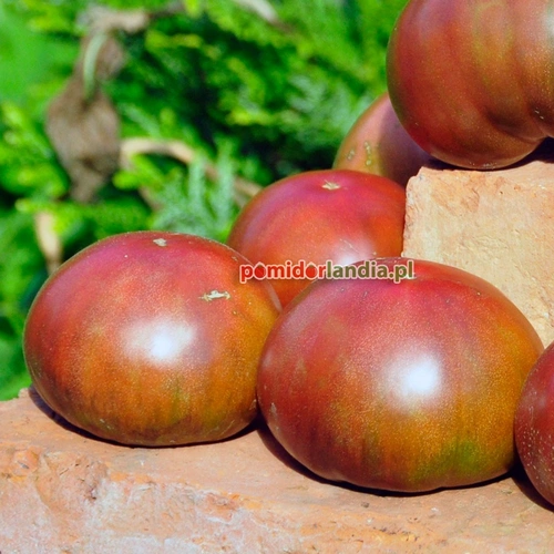 Cherokee Purple
