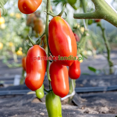 San Marzano Heirloom