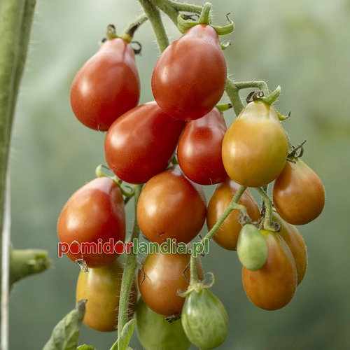 Red Pear Cherry