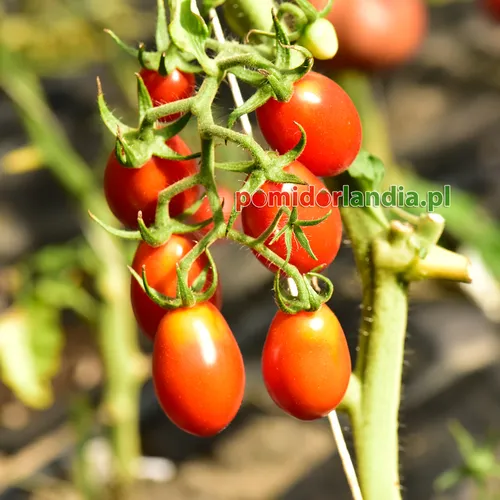 Czerwone, śliwkowate i drobne owoce odmiany Red Plum Cherry na krzaku.