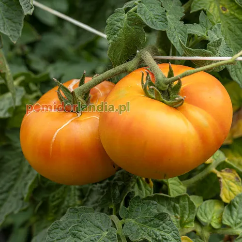 Pomarańczowe, kuliste i lekko żebrowane owoce odmiany Dwarf Caitydid na krzaku.
