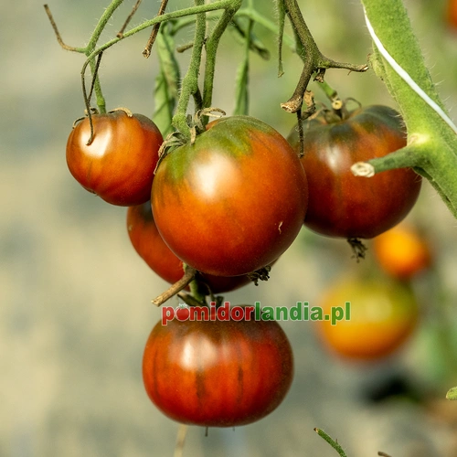 Purple Marvel