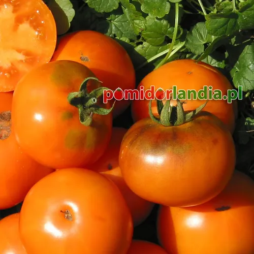 Oranžiniai, apvalūs veislės „Orange Fleshed Purple Smudge“ vaisiai. Vienas iš vaisių perpjautas, matyti oranžinis minkštimas.