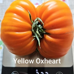 Yellow Oxheart – Krzysztof Szyszkowski, 732 g
