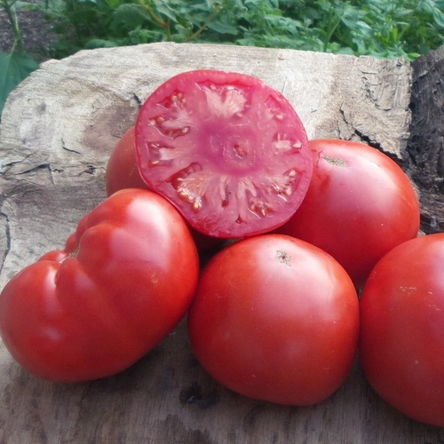 Gigantesque