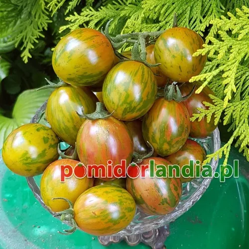 Multicolored, round and small Green Bumblebee tomatoes in a glass bowl. The fruits have green and yellow stripes.
