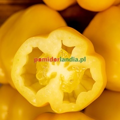 Yellow Stuffer