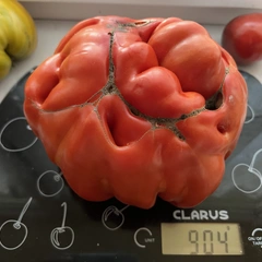 Ponderosa Red – Ilona Lenczewska, 904 g