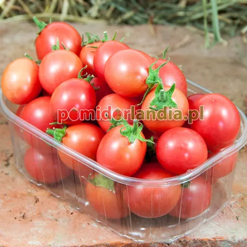 Różowe, kuliste i drobne owoce odmiany Garden Pearl w przezroczystym plastikowym pojemniku.
