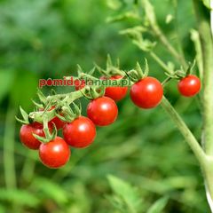 Matt’s Wild Cherry