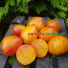 Orange Russian 117