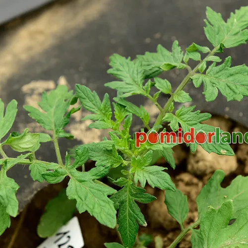 Młoda roślina odmiany Green Doctors Frosted o liściach typu regularnego.