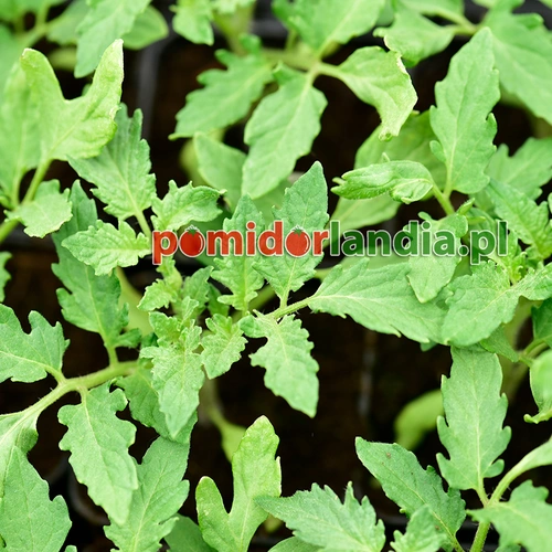 Emerald Evergreen