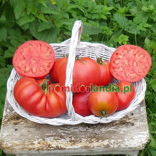 Tomates roses, aplaties et côtelées de la variété Saint Colombe dans un panier blanc sur une table en bois. Certains fruits sont coupés en deux, montrant la chair rose.