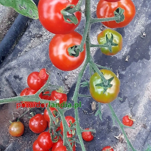 Zuckertraube Heirloom