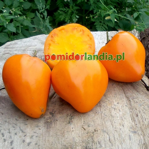 Yellow Oxheart