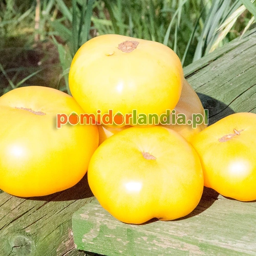 Dixii Golden Giant