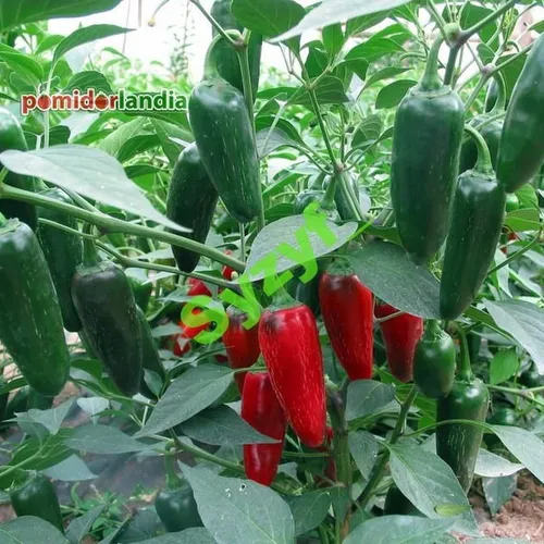 Jalapeno (ostra)