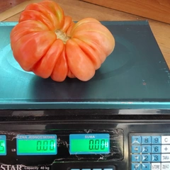 Tennessee Britches – Robert Kozioł, 675 g