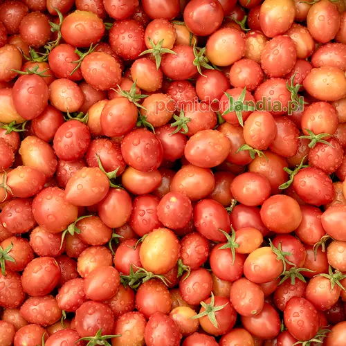 Wielokolorowe, czerwone i pomarańczowe, kuliste owoce typu cherry odmiany Thai Pink Eggs.