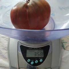 Dwarf Purple Heart – Sylwia Dubelewska, 358 g