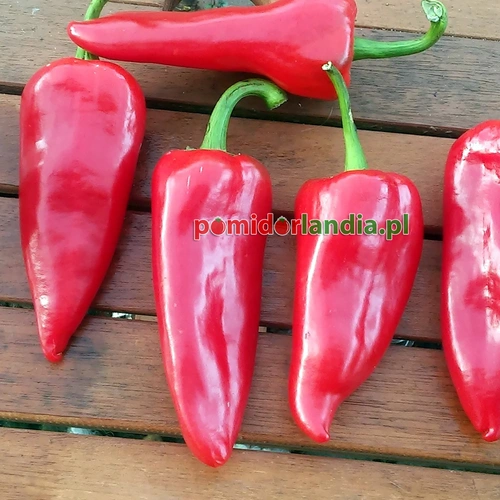 Del Piquillo (słodka)