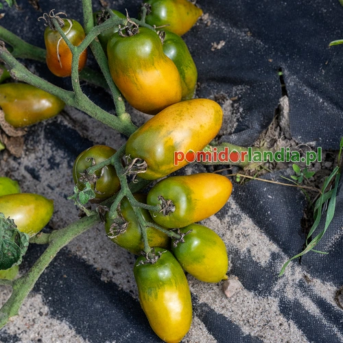 Dwarf Almandine