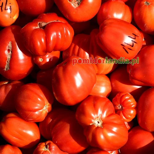 Italian Red Pear
