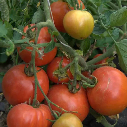 Czerwone, kuliste owoce odmiany Sheyenne Heirloom na krzaku. Obok widoczne są niedojrzałe, żółte owoce.
