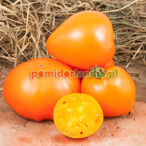 Yellow Oxheart
