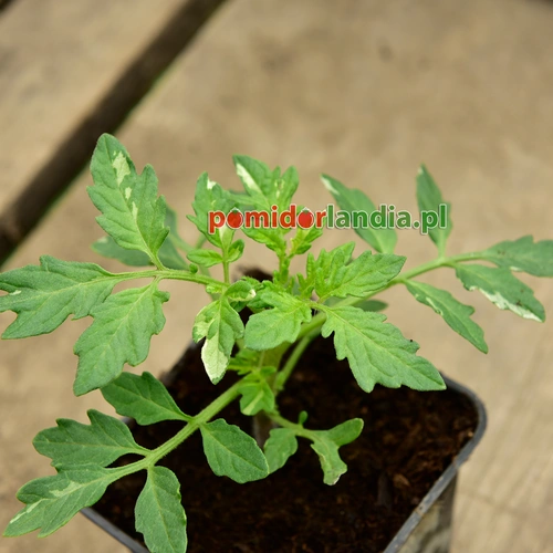 Cherokee Purple Variegate