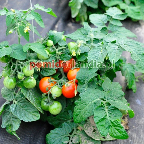 Micro Tom Heirloom