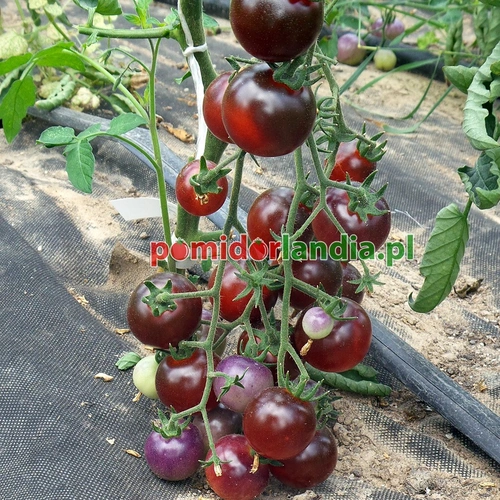 Bing Cherry