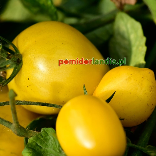 Dwarf Lemon