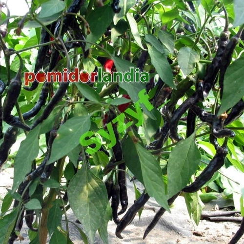 Purple Thai Chili (ostra)