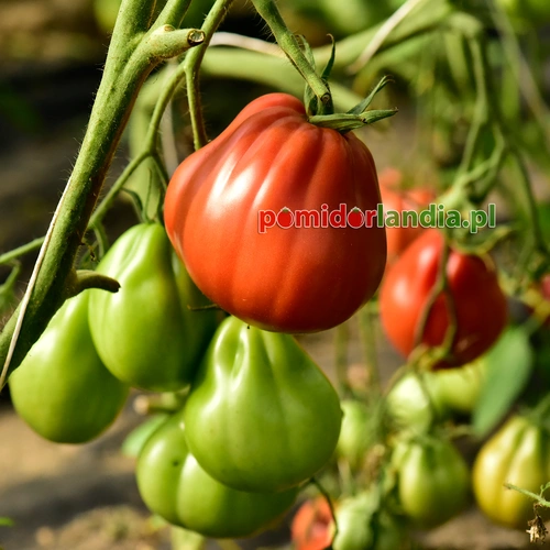 Italian Red Pear