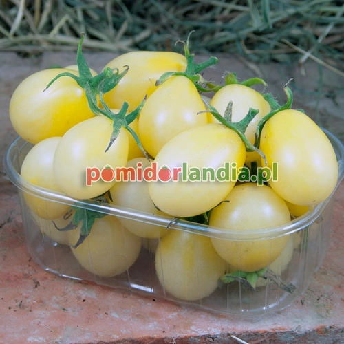 Ivory Pear