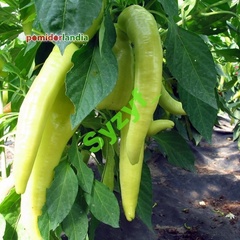 Sweet Banana (słodka)