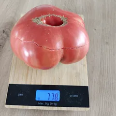 Brandywine – Jakub Grabowski, 778 g