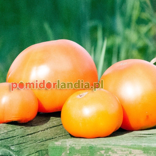 Orange Minsk