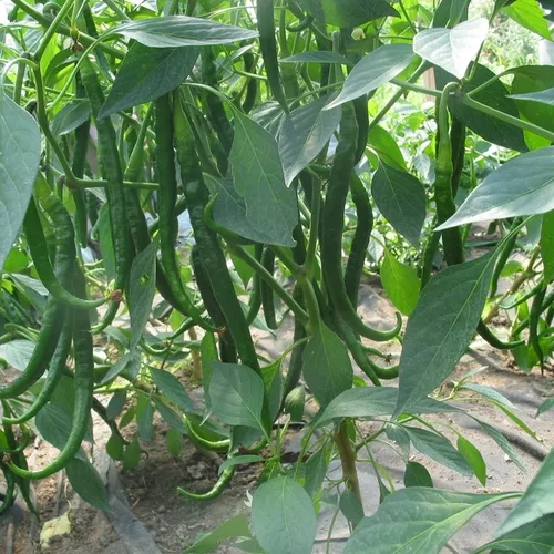 Joe's Long Cayenne (ostra)