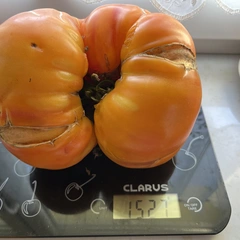 Marizol Gold – Ilona Lenczewska, 1525 g
