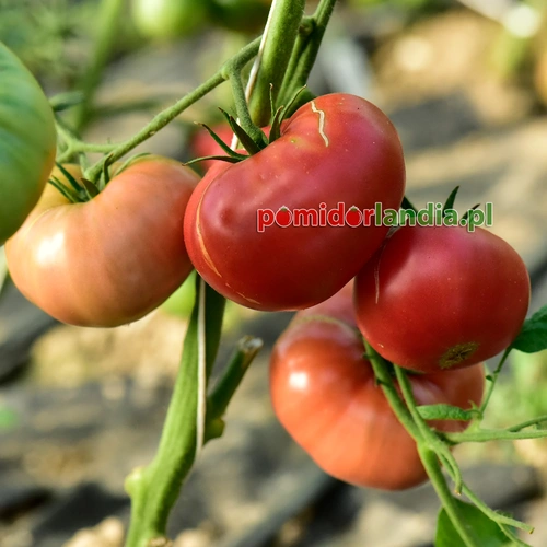 Prudens Purple