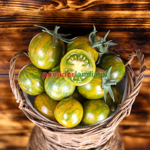 Wielokolorowe, kuliste i drobne owoce odmiany Green Zebra Cherry w wiklinowym koszyku. Jeden owoc jest przekrojony, ukazując zielony miąższ.