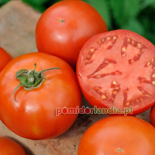 Bush Beefsteak